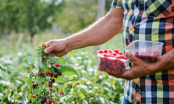 Gardening. Man picking raspberries, close up photo. Hobbies and leisure