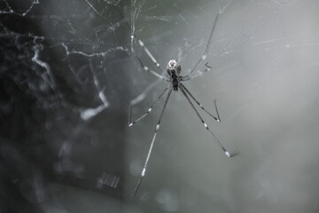 Black and White Spider