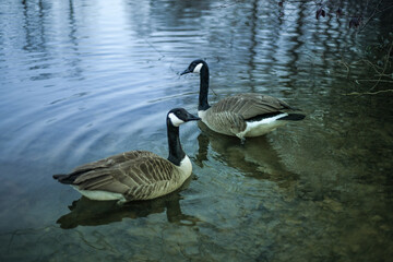 Obraz premium Geese in Georgia
