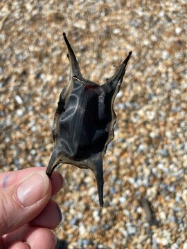 Close-up of a black mermaid's purse, or skate egg case, being held above a pebble beach. The distinctive leathery egg capsule has pointed tendrils at each corner and is associated with marine wildlife