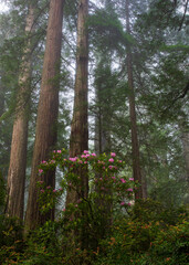 Rhododendrons blooming among the redwoods