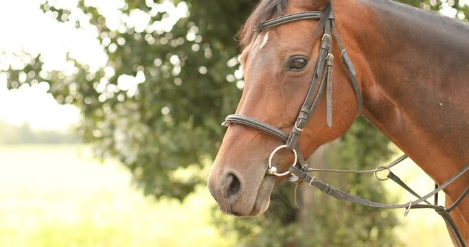 Beautiful brown Arabian horse standing in meadow and looking in camera.