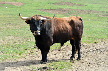 spanish bull with big horns in the spanish cattle raising