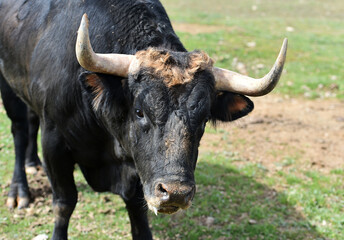 spanish bull with big horns in the spanish cattle raising