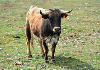 Obraz premium bull with big horns in the spanish cattle farm