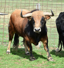 toro español con grandes cuernos