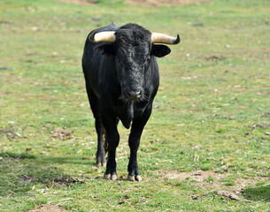 un toro en una ganaderia de animales bravos