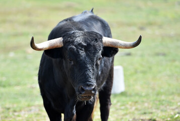 bull with big horns in the spanish cattle farm
