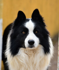 Fototapeta premium un precioso perro border collie