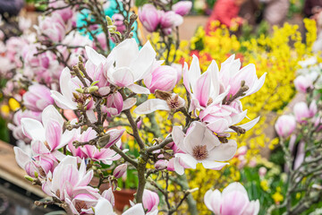 Blossoming of pink magnolia flowers in spring garden, natural seasonal background