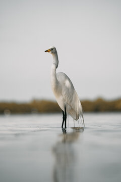 Closeup of white heron in a lake © Onflymedia/Wirestock Creators