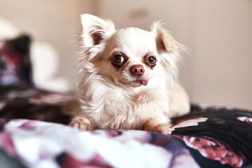 Hes the cutest pup youll see today. Shot of an adorable dog sitting on the bed.
