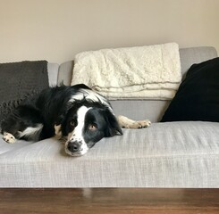 Border Collie on Sofa