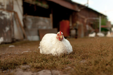 Hens walk in the village. Agriculture