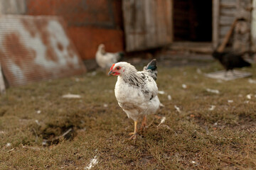 Hens walk in the village. Agriculture