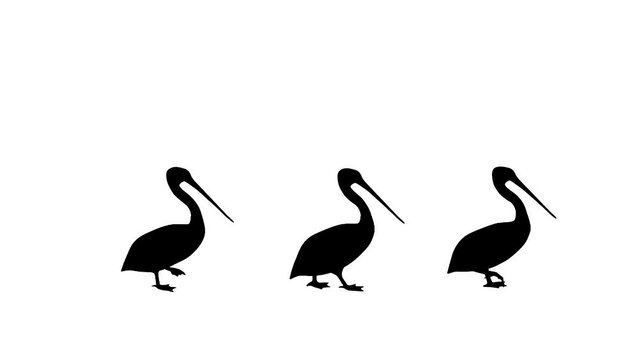 Walking pelicans, animation on the white background