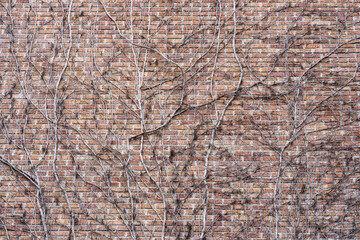 Ivy Branches on Brick Wall Texture Background