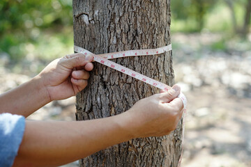 Botanist's hand is measuring trunk of tree to analysis and research about growth of tree. Concept :...