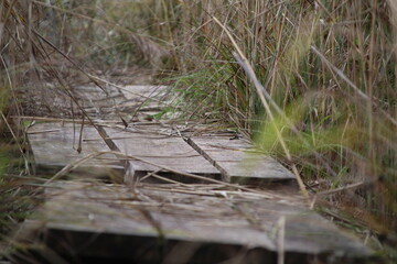Ein Pfad aus Holzplatten führt durch hohes Gras