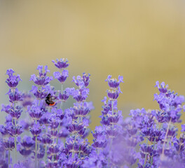bee on lavender