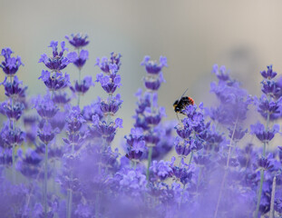bumblebee on lavender