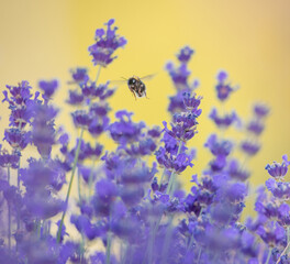 Obraz na płótnie Canvas bee on lavender