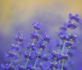 close up of lavender flowers