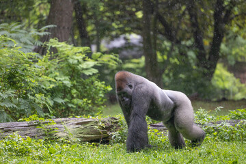 Daylight shot of a gorilla in nature © Mara Lee/Wirestock Creators