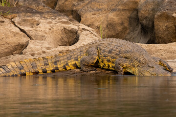 Big crocodile swimming in the lake in Namibia Wildlife Safari Africa