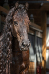 Friesian horse stallion head
