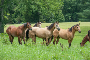 Obraz na płótnie Canvas Horse herd with mixed breeds