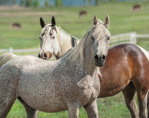 Obraz premium Arabian and Pinto horses in field 