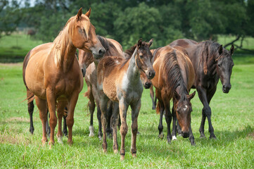 Naklejka na ściany i meble Quarter Horse herd with mares and foals.