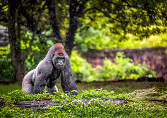 Daylight shot of a Gorilla in nature © Mara Lee/Wirestock Creators