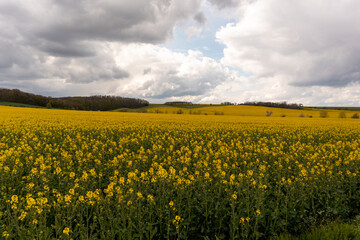 Fototapeta premium Landscape with yellow, flowering rapeseed field and cloud sky
