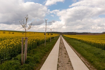 Fototapeta na wymiar Landscape with yellow, flowering rapeseed field, dirt road and cloud sky