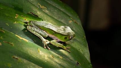 Green frog on a banana leaf in the jungle of Ecuador. The frogs can be found throughout the rainforests of south america. 
