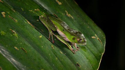 Green frog on a banana leaf in the jungle of Ecuador. The frogs can be found throughout the rainforests of south america. 