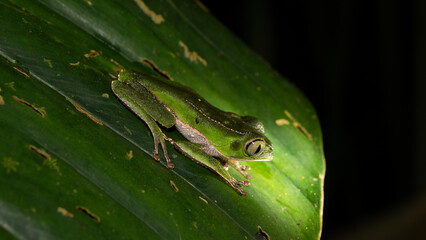 Green frog on a banana leaf in the jungle of Ecuador. The frogs can be found throughout the rainforests of south america. 