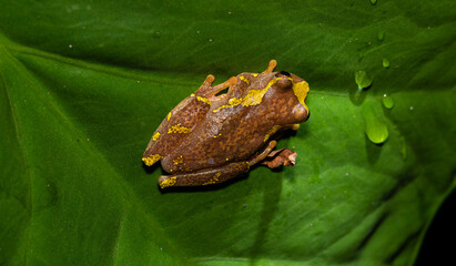 Obraz premium Poison Tree frog from Ecuador. 
