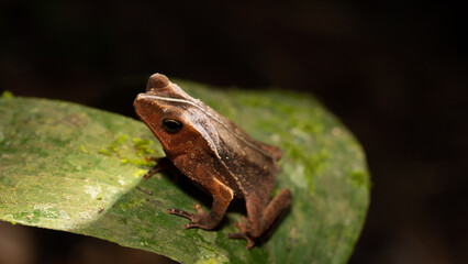 A tree frog from the Ecuador rain forest perched on a leaf at night. 