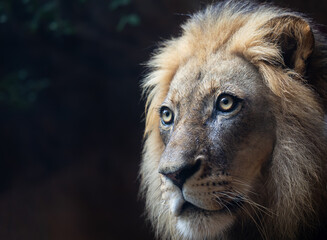 Closeup shot of the face of a lion