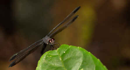 Dragonfly on a leaf in the jungle at night looks scary. 