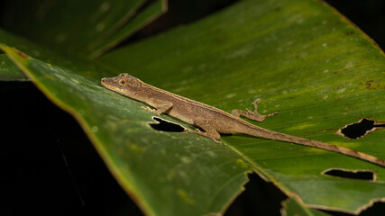 A small jungle lizard or gecko on a leaf at night in Ecuador. 