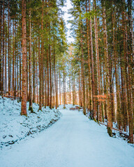 Vertical shot of a winter forest with a pathway surrounded by trees