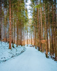 Wall murals Road in forest Vertical shot of a winter forest with a pathway surrounded by trees