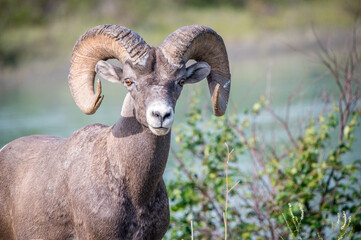Closeup shot of Sierra Nevada bighorn sheep
