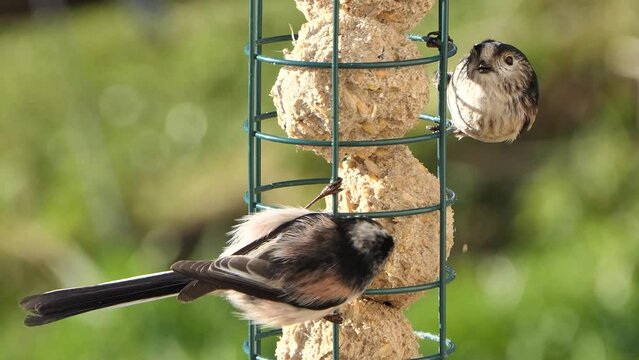 The long-tailed tit feeding on fat balls Coconut halves Suet on a bird table