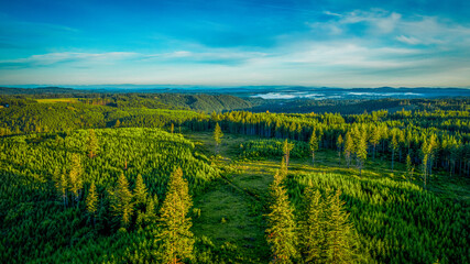 Beautiful view of a green forest