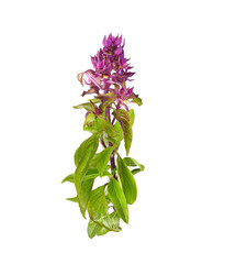 Obraz premium Sweet Basil on a white background